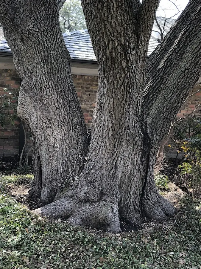 Mature heritage tree close to a Sentinel property cared for by certified arborists